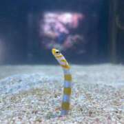 ヒメ日記 2025/07/30 19:45 投稿 あんな buzz-B