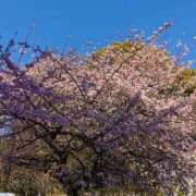 ヒメ日記 2025/03/23 13:15 投稿 なつ 熟女の風俗最終章　越谷店