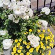 ヒメ日記 2025/05/23 09:49 投稿 みゆき 熟女の風俗最終章　越谷店