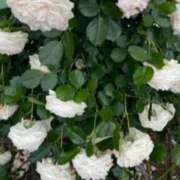 ヒメ日記 2025/05/26 09:10 投稿 みゆき 熟女の風俗最終章　越谷店