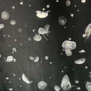 ヒメ日記 2025/03/23 00:25 投稿 みわ ちゃんこ大阪伊丹空港豊中店