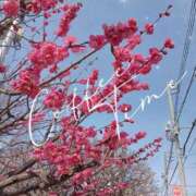 ヒメ日記 2025/03/14 08:52 投稿 まちこ 熟女の風俗最終章 西川口店