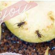 ヒメ日記 2025/09/25 09:42 投稿 まちこ 熟女の風俗最終章 西川口店