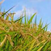 ヒメ日記 2025/10/07 10:05 投稿 まちこ 熟女の風俗最終章 西川口店