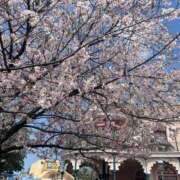 ヒメ日記 2025/04/14 12:22 投稿 はつね 熟女の風俗最終章 西川口店