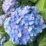 ヒメ日記 2025/06/03 09:59 投稿 みゆき 熟女の風俗最終章 西川口店