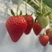 ヒメ日記 2025/02/21 09:26 投稿 ルン ファーストレディー