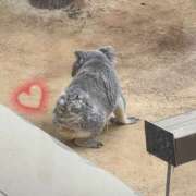 ヒメ日記 2025/04/06 00:06 投稿 すみれ おいらん遊郭