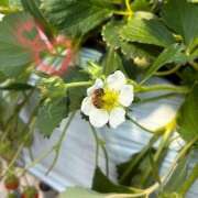 ヒメ日記 2025/05/31 08:59 投稿 すみれ おいらん遊郭