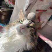 ヒメ日記 2025/04/24 13:52 投稿 あおい 川越ぽちゃまに