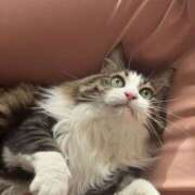 ヒメ日記 2026/04/06 20:42 投稿 あおい 川越ぽちゃまに