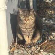 ヒメ日記 2025/03/11 00:27 投稿 たまな 日本橋・谷九サンキュー