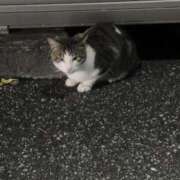 ヒメ日記 2025/03/17 23:57 投稿 たまな 日本橋・谷九サンキュー