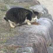 ヒメ日記 2025/03/20 21:09 投稿 たまな 日本橋・谷九サンキュー