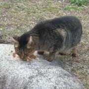 ヒメ日記 2025/03/22 21:37 投稿 たまな 日本橋・谷九サンキュー