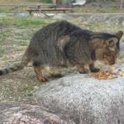 ヒメ日記 2025/03/24 03:47 投稿 たまな 日本橋・谷九サンキュー