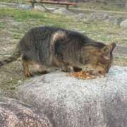 ヒメ日記 2025/03/27 17:17 投稿 たまな 日本橋・谷九サンキュー