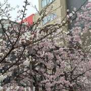 ヒメ日記 2025/04/02 14:07 投稿 たまな 日本橋・谷九サンキュー