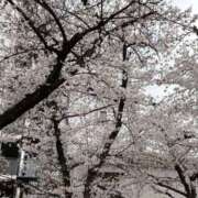 ヒメ日記 2025/04/02 18:57 投稿 たまな 日本橋・谷九サンキュー