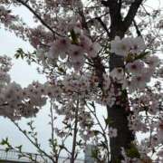 ヒメ日記 2025/04/10 20:43 投稿 たまな 日本橋・谷九サンキュー