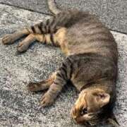 ヒメ日記 2025/09/10 19:17 投稿 たまな 日本橋・谷九サンキュー