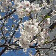 ヒメ日記 2026/04/03 14:17 投稿 たまな 日本橋・谷九サンキュー