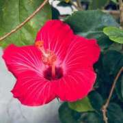 ヒメ日記 2025/03/17 17:16 投稿 さくら 東京妻next (京都グループ)