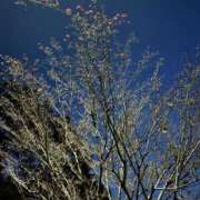 ヒメ日記 2025/04/04 05:56 投稿 さくら 東京妻next (京都グループ)