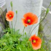 ヒメ日記 2025/04/24 06:06 投稿 さくら 東京妻next (京都グループ)