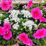 ヒメ日記 2025/06/05 05:38 投稿 さくら 東京妻next (京都グループ)