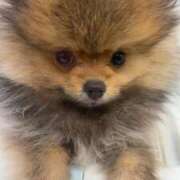 ヒメ日記 2025/07/28 15:06 投稿 さくら 東京妻next (京都グループ)