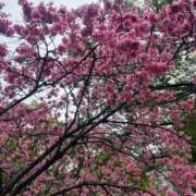 ヒメ日記 2026/03/06 10:06 投稿 さくら 東京妻next