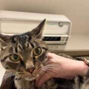 ヒメ日記 2025/03/04 08:01 投稿 花森かのん 多恋人倶楽部