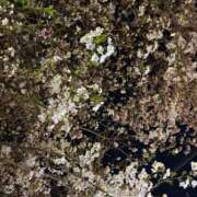 ヒメ日記 2025/04/08 12:53 投稿 花森かのん 多恋人倶楽部