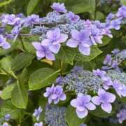 ヒメ日記 2025/10/27 14:51 投稿 花森かのん 多恋人倶楽部