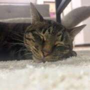 ヒメ日記 2025/12/04 17:32 投稿 花森かのん 多恋人倶楽部