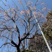 ヒメ日記 2026/03/26 09:24 投稿 花森かのん 多恋人倶楽部