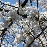 ヒメ日記 2025/03/31 12:18 投稿 土屋 モアグループ春日部人妻城