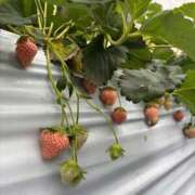 ヒメ日記 2025/03/06 00:23 投稿 ゆな ぽっちゃり巨乳素人専門横浜関内伊勢佐木町ちゃんこ