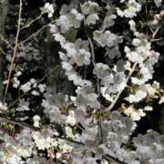 ヒメ日記 2026/04/09 15:03 投稿 ゆうり【唯一無二の存在】 La.qoo　金沢本店