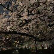 ヒメ日記 2025/04/11 21:58 投稿 相沢ゆず 池袋性感アロマ＆スイート ALLAMANDA -アラマンダ-