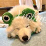 ヒメ日記 2025/07/15 22:44 投稿 皇　いんりん club BLENDA 天王寺・谷9天高ビル店