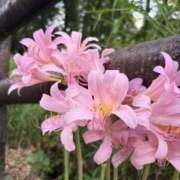 ヒメ日記 2025/09/10 18:00 投稿 ゆき☆未経験で未開発激かわJK JKサークル