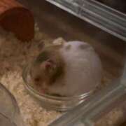 ヒメ日記 2025/02/25 00:05 投稿 こなつ 土浦ビデオdeはんど