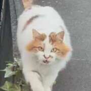 ヒメ日記 2025/04/03 00:02 投稿 こなつ 土浦ビデオdeはんど