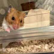 ヒメ日記 2025/07/29 00:06 投稿 こなつ 土浦ビデオdeはんど