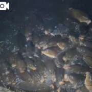 ヒメ日記 2025/09/28 12:07 投稿 こなつ 土浦ビデオdeはんど