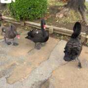 ヒメ日記 2025/09/30 19:36 投稿 こなつ 土浦ビデオdeはんど