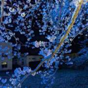 ヒメ日記 2025/04/10 11:33 投稿 もみじ ミラー