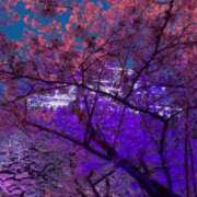 ヒメ日記 2025/04/08 12:26 投稿 桜花(おうか)☆ CLUB PIAA